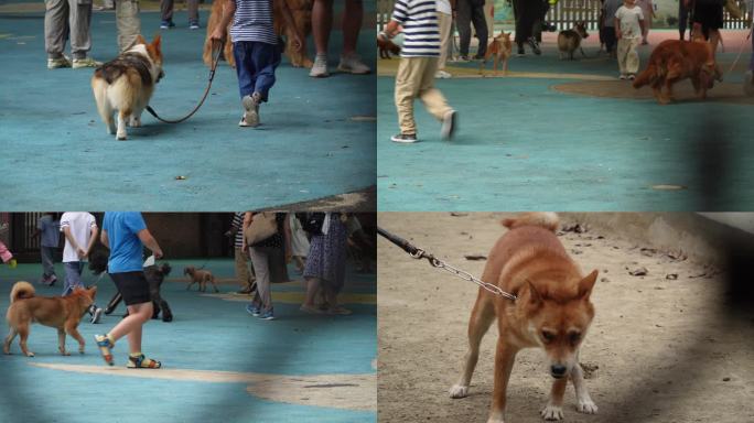 【镜头合集】宠物乐园里的宠物狗遛狗养狗