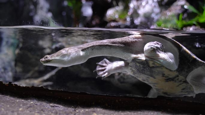 长颈龟蛇颈龟在水中游动爬行