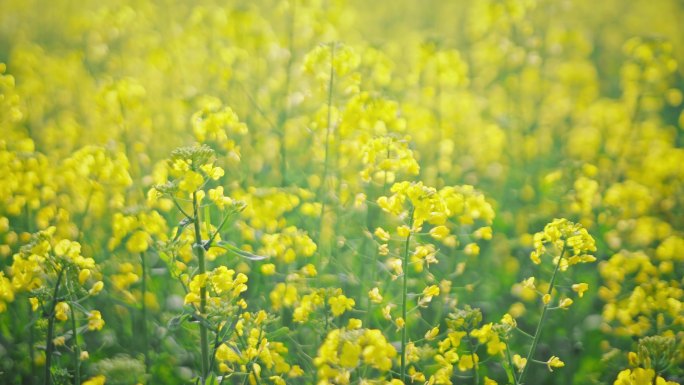 油菜花唯美意境春暖花开蜜蜂采蜜