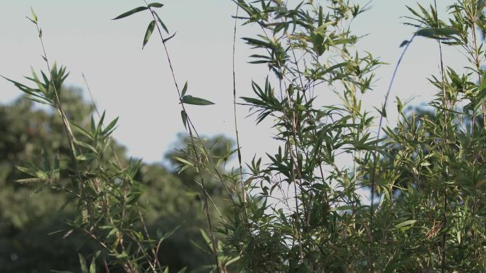 4k阳光树叶唯美空镜头意境植物