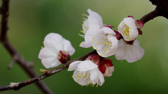 桃花朵朵开