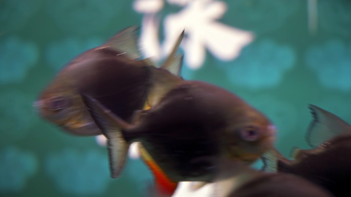 水族箱里养殖的热带鱼和金龙鱼