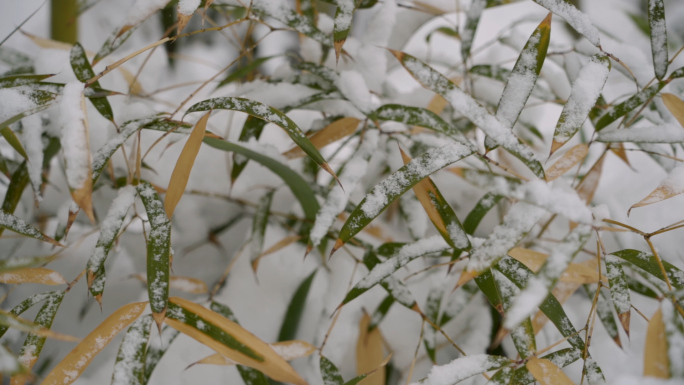 5条高清升格瑞雪雪花翠竹素材