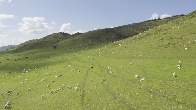 草原羊群-拉近