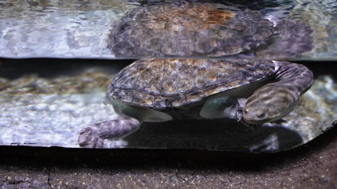长颈龟蛇颈龟在水中游动爬行