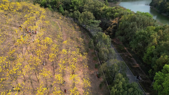 黄花风铃木