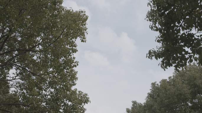 4K 绿树白云、片头片尾字幕背景