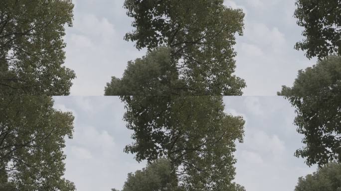 4K 绿树白云、片头片尾字幕背景