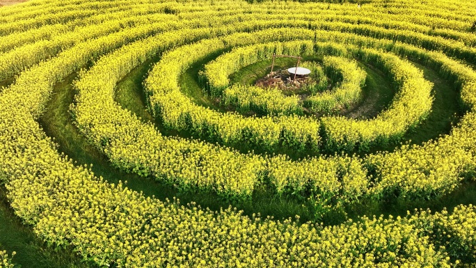 春天阳光下田地里用油菜花围成的螺旋型圆圈