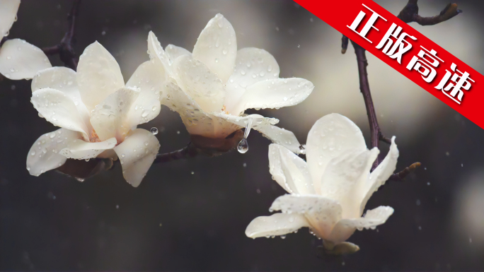 花玉兰下雨写意美学水墨书法哲学雨滴春古典