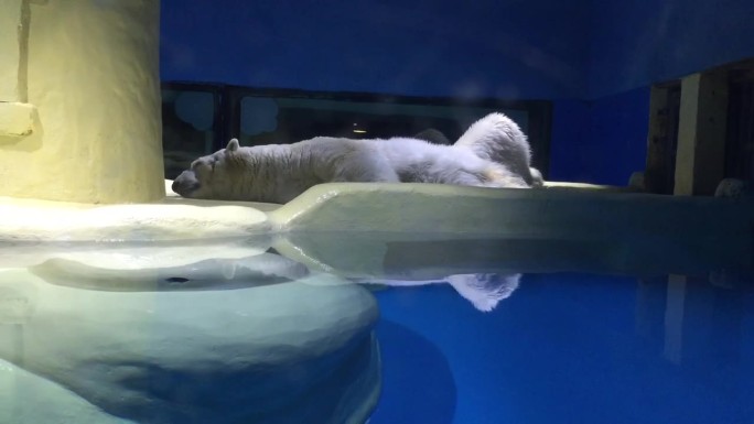 北极熊 睡觉中的北极熊 海洋馆北极熊
