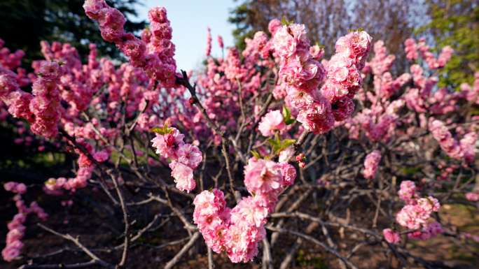 桃花 蜜蜂采蜜 桃花林 桃树 桃花绽放