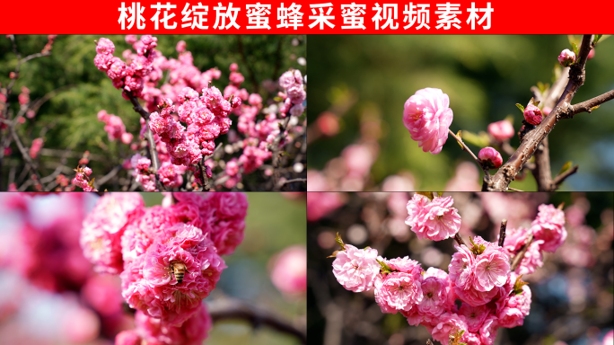 桃花 蜜蜂采蜜 桃花林 桃树 桃花绽放