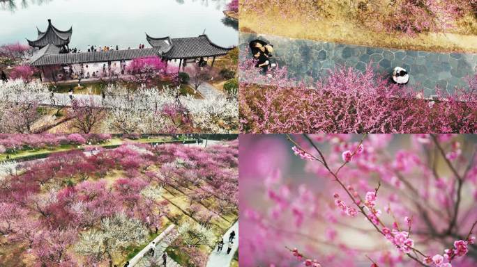 4K 航拍 香山梅岭 梅花 张家港