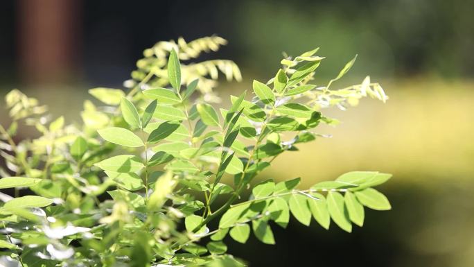 绿色生命 自然生态 花草唯美 宜居环境