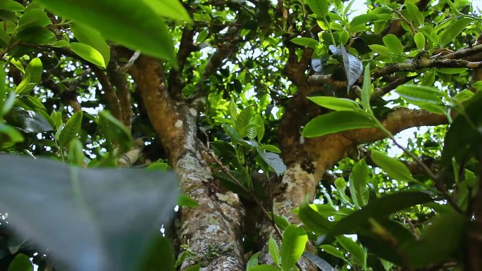 冰岛湖冰岛茶冰岛村炒茶炒冰岛茶冰岛茶树王