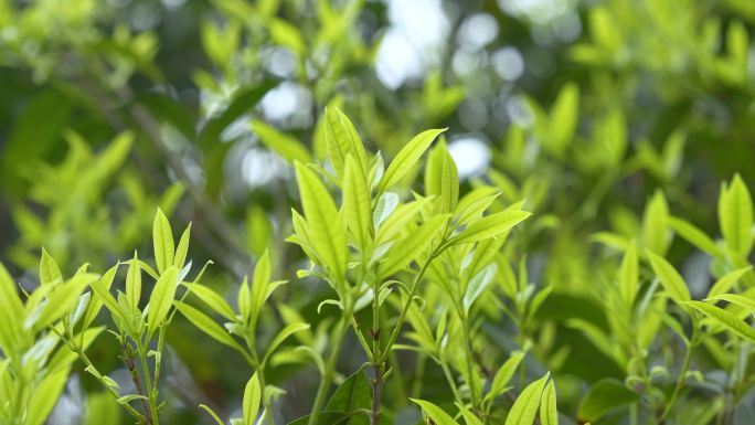 4k春日植物嫩叶