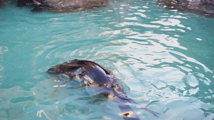海狮在水中游动拍手翻滚玩耍