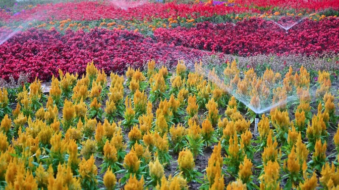 自动喷洒器正在浇灌公园花圃