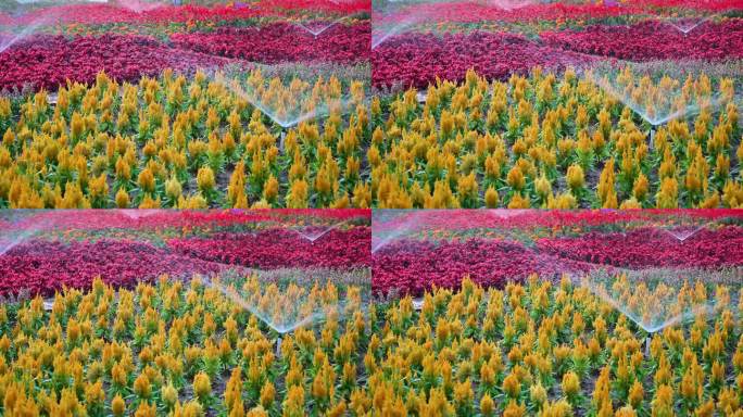 自动喷洒器正在浇灌公园花圃