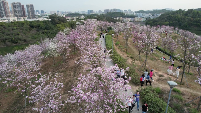 平湖生态园紫荆花