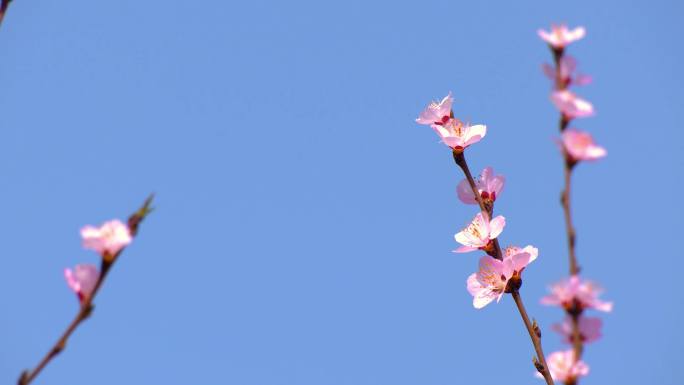 春天节日里的花