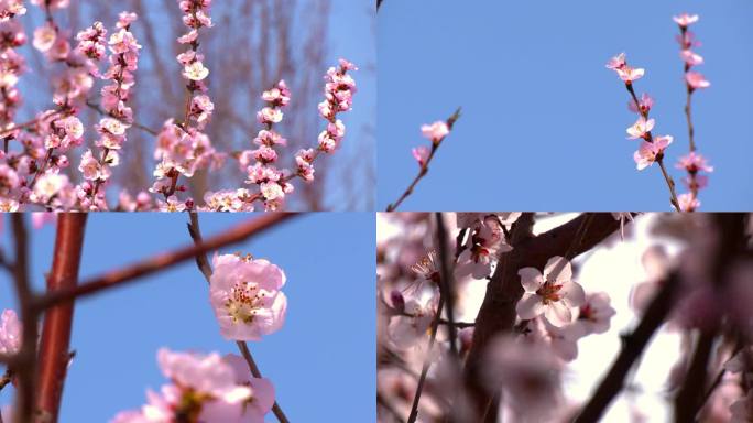 春天节日里的花