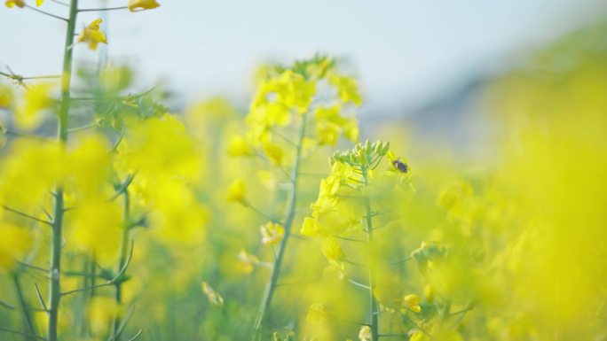 油菜花唯美意境春暖花开蜜蜂采蜜