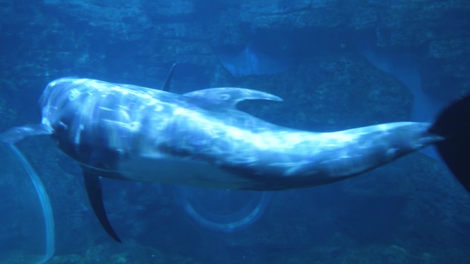 海豚和花鲸在水下游动玩耍鲸豚兽