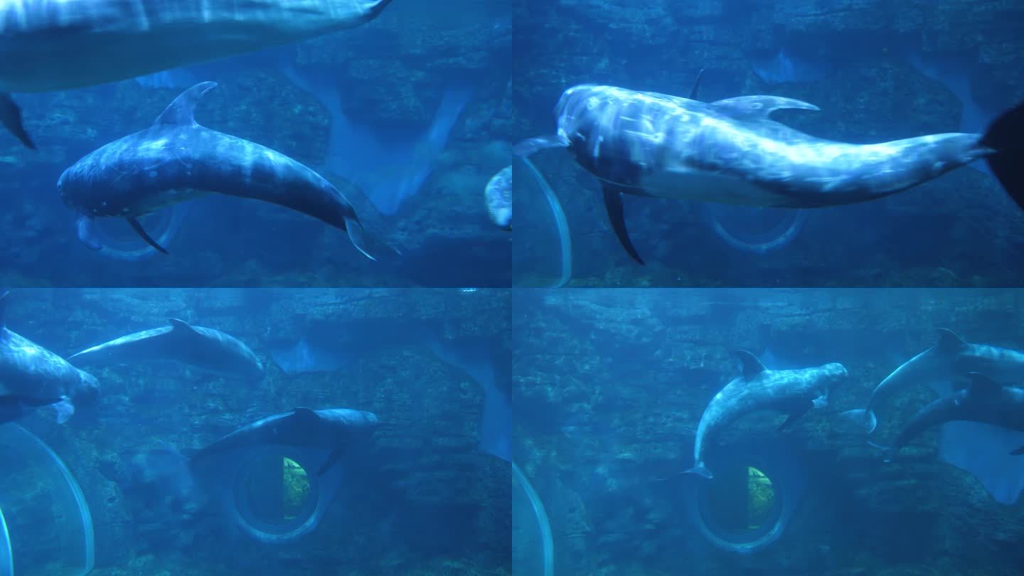海豚和花鲸在水下游动玩耍鲸豚兽