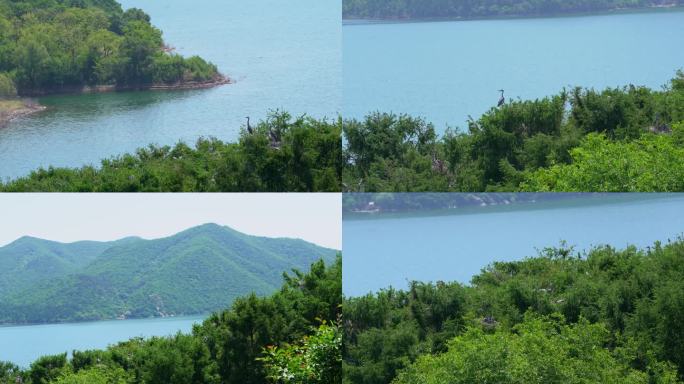 4K 苍鹭 森林城市