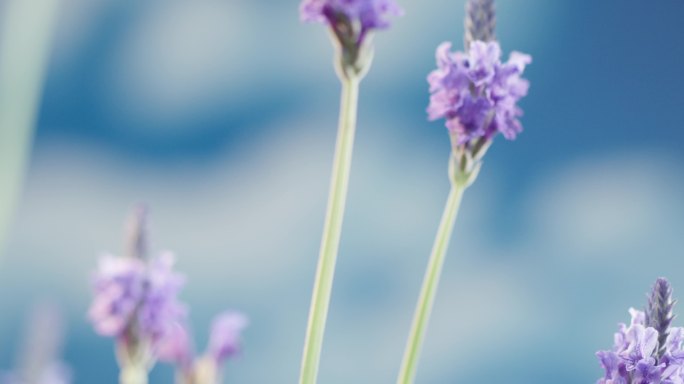 薰衣草 阳光 唯美 微距特写11