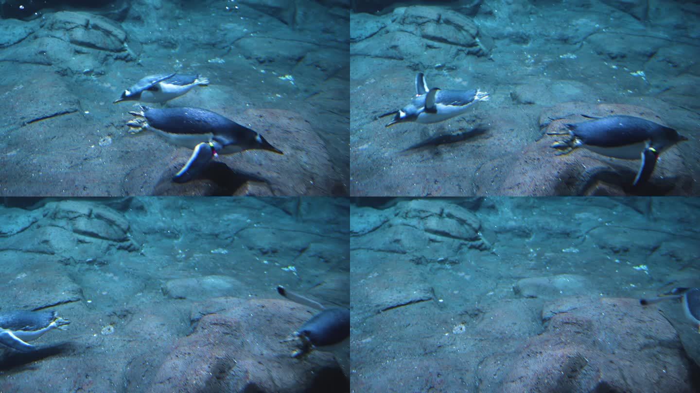 企鹅潜水下水游动慢动作