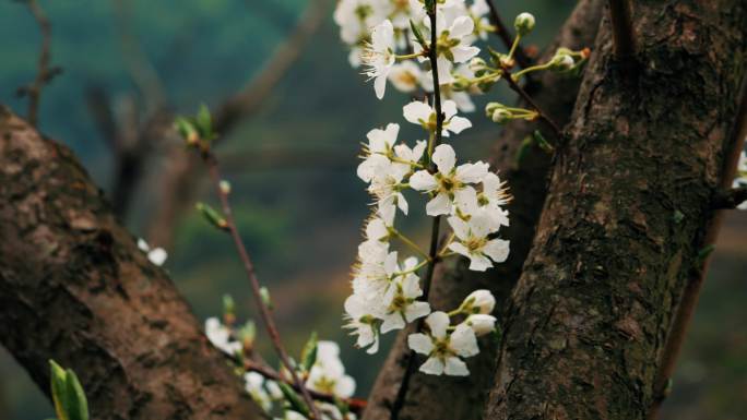 桃花梨花流水