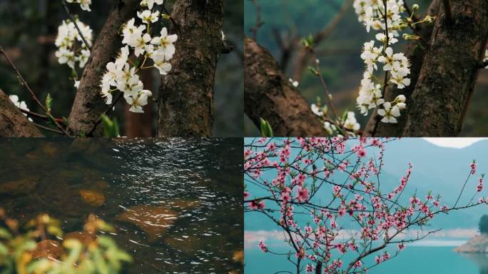 桃花梨花流水