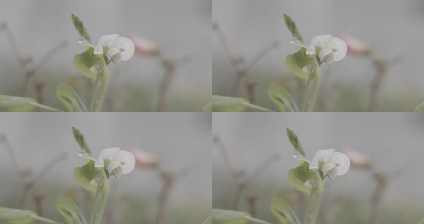 豌豆尖嫩芽_小白花_雨天随风摇曳_05