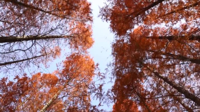 秋天水杉树木
