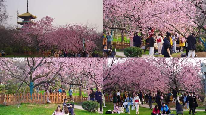 武汉东湖樱花园早樱树下的游客汇总2