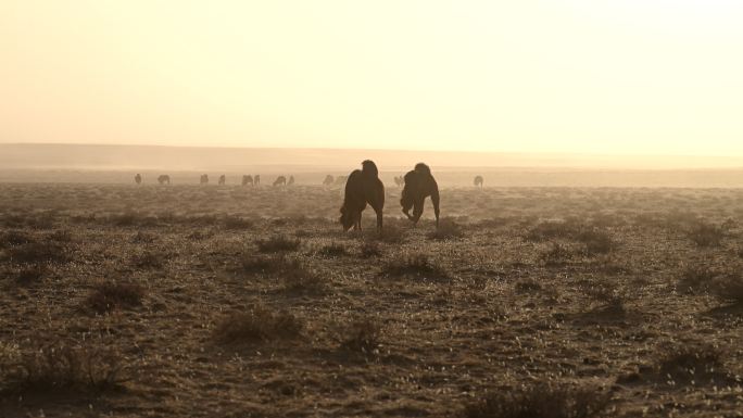 风沙骆驼 恶略的生存环境 天然草原畜牧业