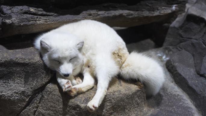 北极狐白狐休息睡觉懒散