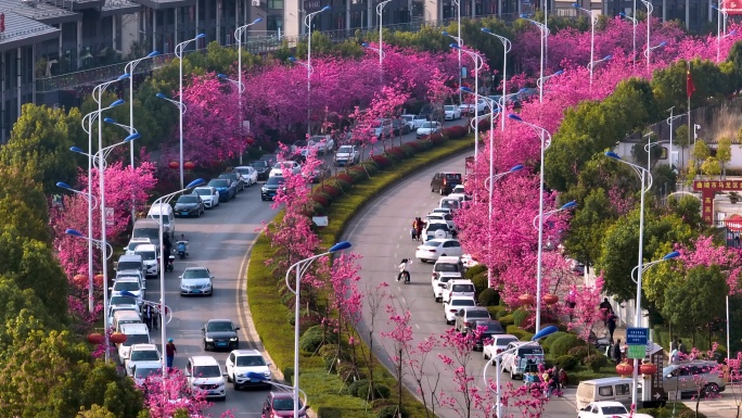 樱花航拍