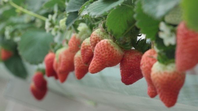 草莓园