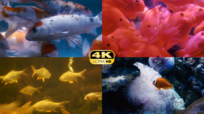 4K海底世界观赏鱼锦鲤