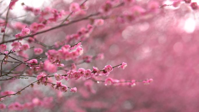 4k农村春雨梅花春天自然生态