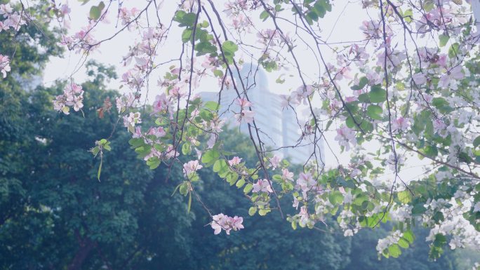 唯美广州春天城市街景人们户外赏花4k视频
