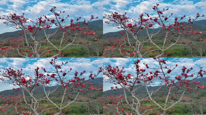 昌江宝山梯田木棉花_20230219