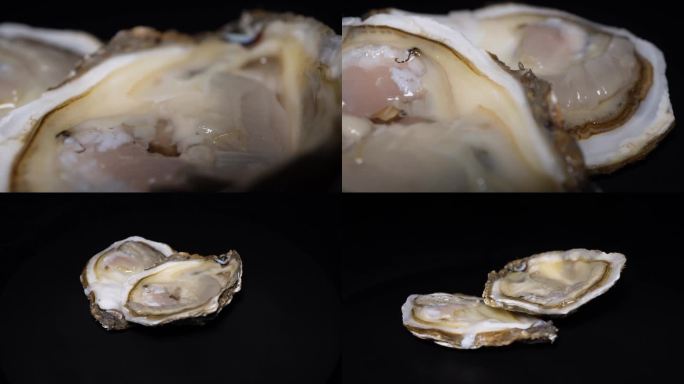 【镜头合集】海蛎子打开的生蚝牡蛎海洋牛3