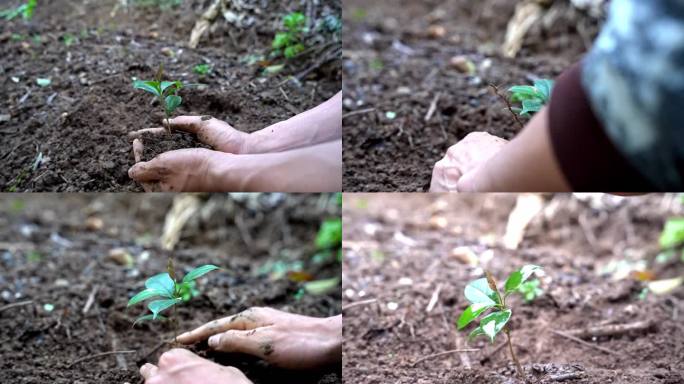 植树节 植树-慢动作小树双手土壤
