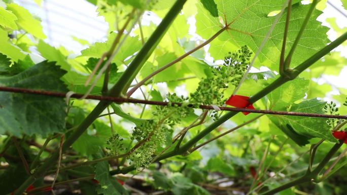 农业葡萄种植园实拍素材