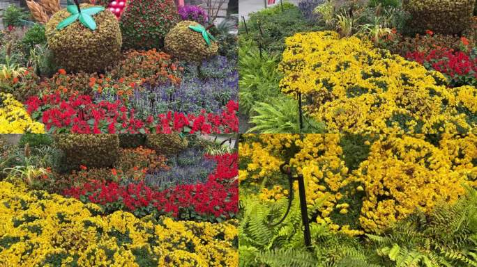 镜头合集花坛花园花圃节日装饰花卉拼盘3